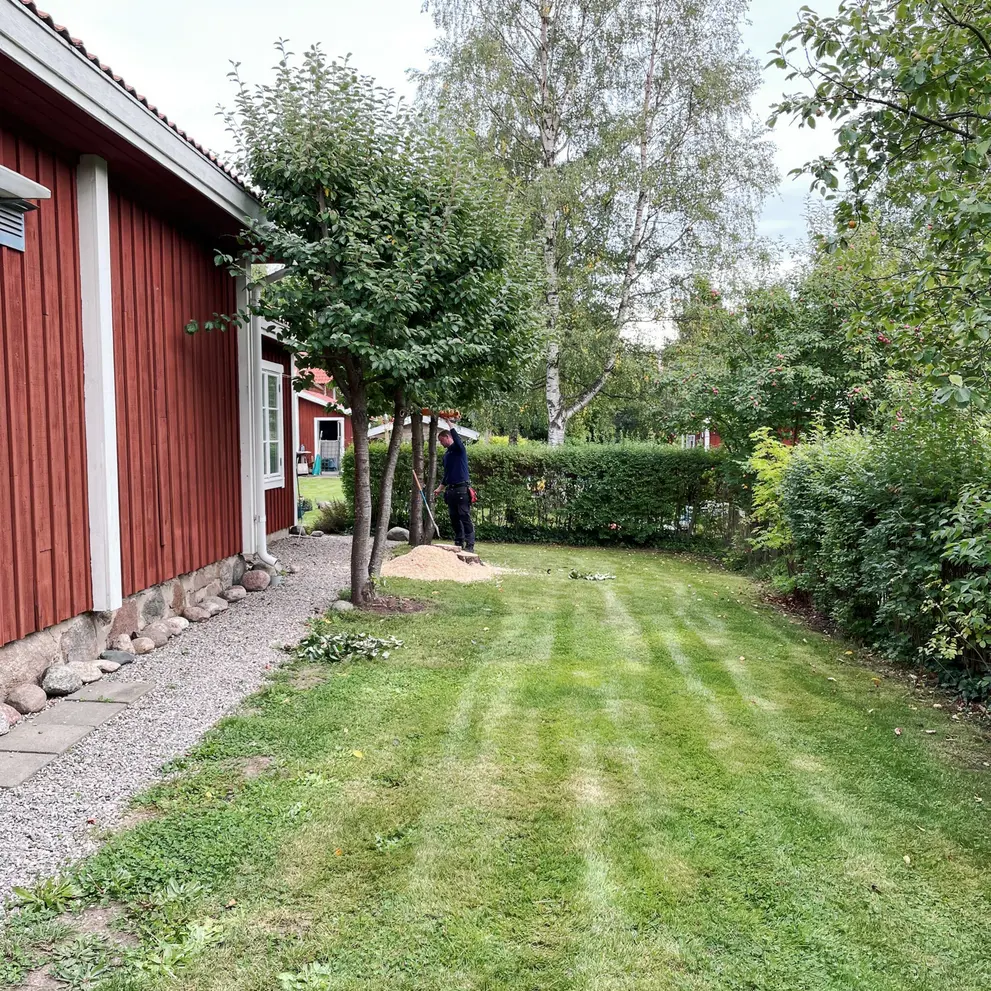 arborist tradfallning kungsangen